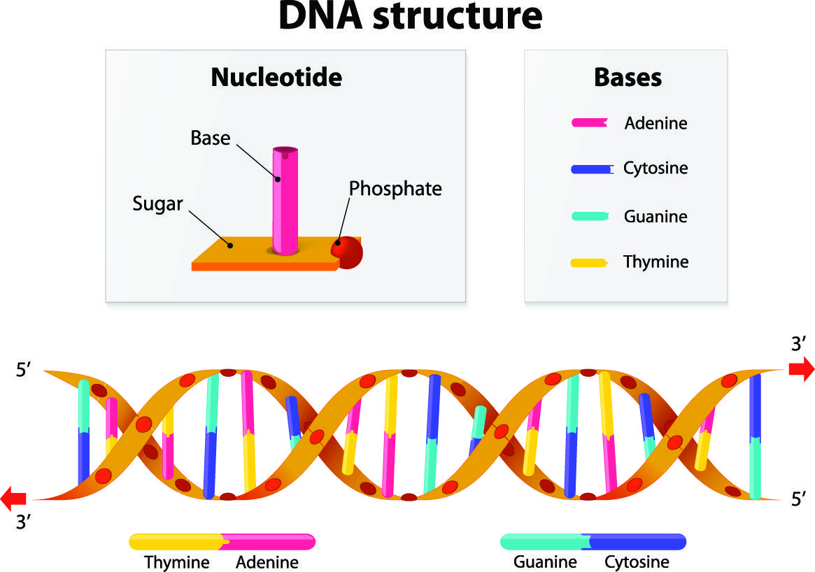nutrigenomics methylation behavior food sensitivities molecular chemical nutrient diet epigenetic lifestyle B12 B2 B6 folate cell cancer MTHFR genetic expression genes nucleotides hypermethylation