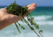 Seaweeds as Food and Medicine: An Interview with Ryan Drum