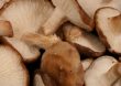 Mushrooms as Medicine An Interview with Paul Stamets
